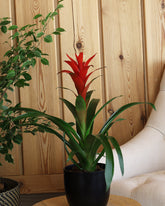 نبتة قوزمينيا بزهور حمراء حوض سيراميك باللون الأسود